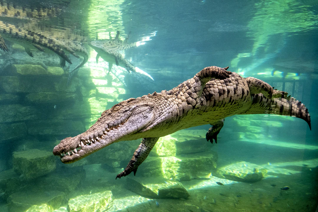 Crocodile Park Dubai Price